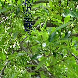 樱(櫻)桃污(汙)女视频