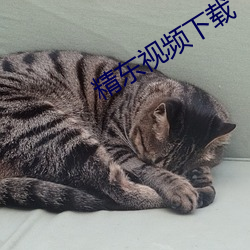 精东视频下载