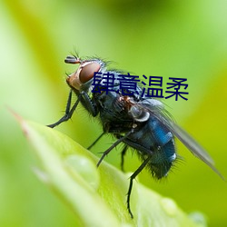 肆(sì)意温柔(róu)