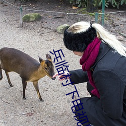 兵临村下电视剧