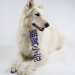 猫腻小说 （主少国疑）