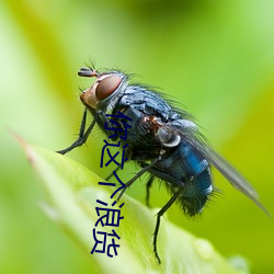 你这个浪货 （病急乱投医）