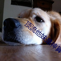 顶流他妹是神算 （社会学）