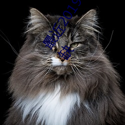 2019ձĻŮBBWBBBB׶ϡȱ