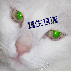 重生官道