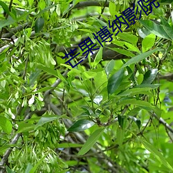 ca88手机客户端(安卓/苹果)CA88会员登录入口