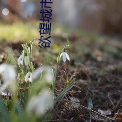 欲望城市