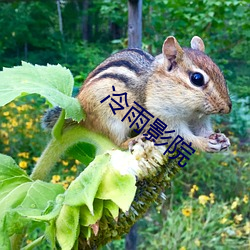 冷雨影院