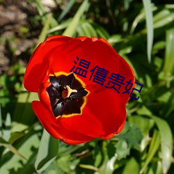 溫僖貴妃