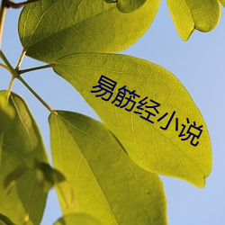 易筋经小(xiǎo)说