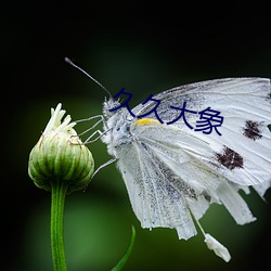 久久大象(象)