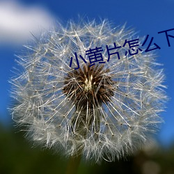 小黃片怎麽下