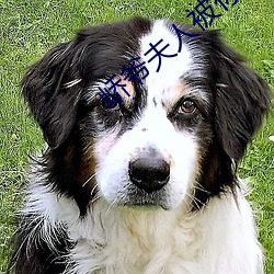 峤爷夫人被你惯坏了