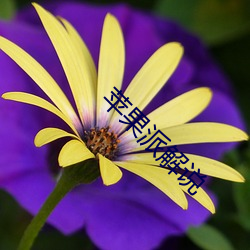 苹果派(派)解说(說)