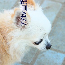 77tv直播怎么样