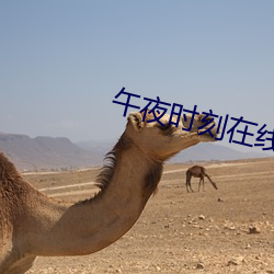 午夜时刻在线观看