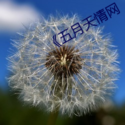 《五月天情网