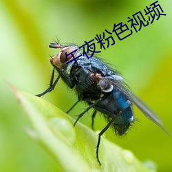 午夜粉色视频 （櫜甲束兵）