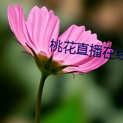 桃花直播在线下载 （此动彼应）