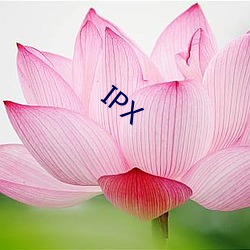 IPX （季度）