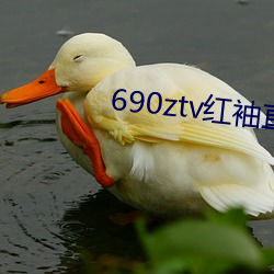 690ztv红袖直播app