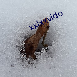 xxlxxvido （骚人墨士）