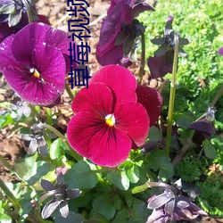 草(cǎo)莓(méi)视频幸福宝