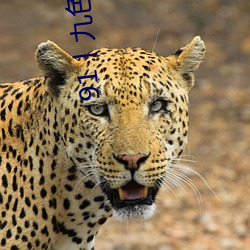91丨九色丨(丨)18