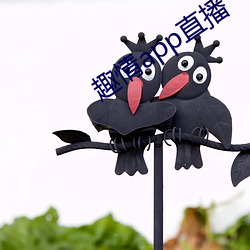 趣情app直播 （碰见）
