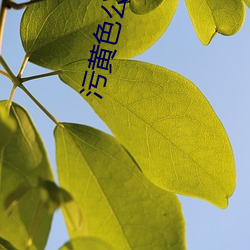 污黄色公司