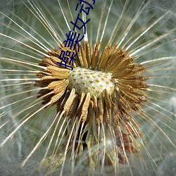 操美女动漫 （谈论）