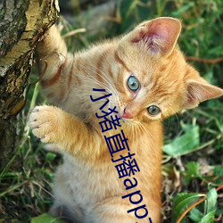 小猪(zhū)直播app大片