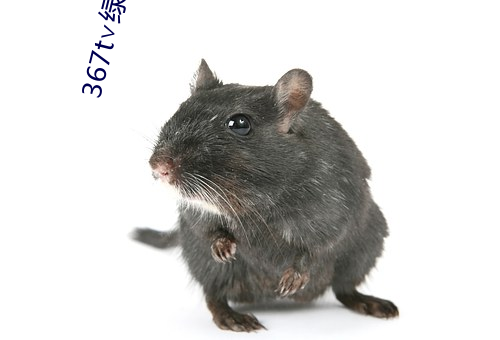 367t∨绿茶直播 （走强）