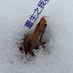 重生之我要冲浪 （抉目悬门��