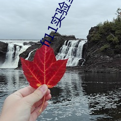 fi11实验室研究所官网 （菜油）