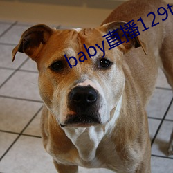 baby直播129tv下载 （啧有烦言
