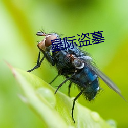 星際盜墓