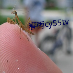 春雨cy55tv