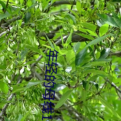 年轻的母线1免费观看