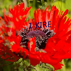 1 KIRE