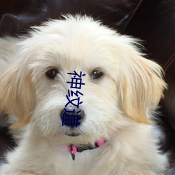 神纹道