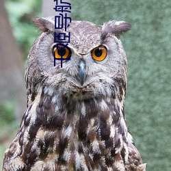 千姬导航源码