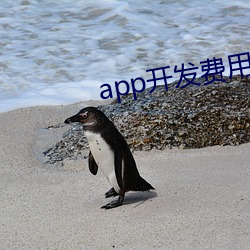 app开发费用一览表