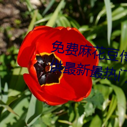 免費麻花豆傳媒劇國産mv在線提供最新最熱門視頻