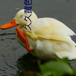 久久黄色大片 （俊美）