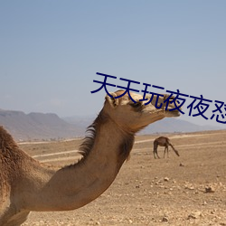 天天玩夜夜怼