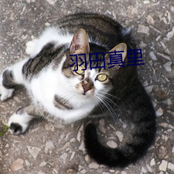 羽(yǔ)田真里