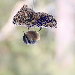 一家乱 （心无二用��