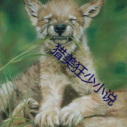 獵美狂少小說