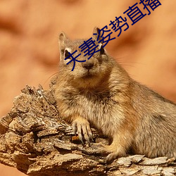夫(fū)妻姿势(shì)直播
